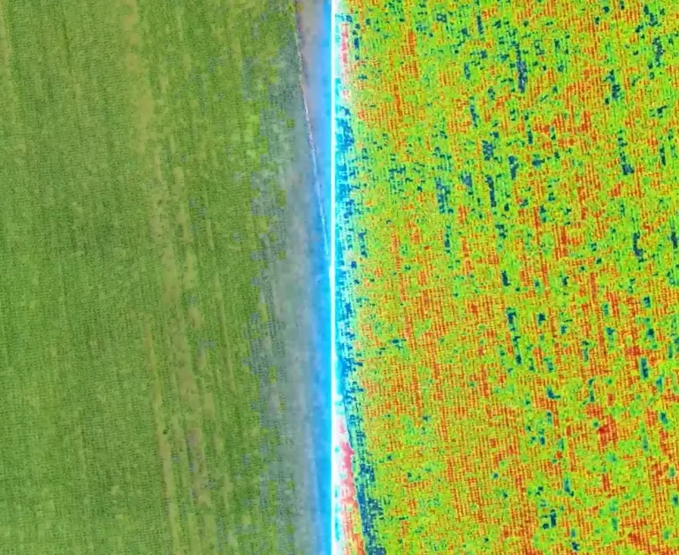 Mapa NDVI pokazuje słabsze miejsca w łanie, zanim zobaczysz je z ziemi.